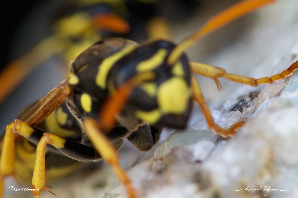 Gu&ecirc;pe poliste - Polistes dominula | European paper wasp