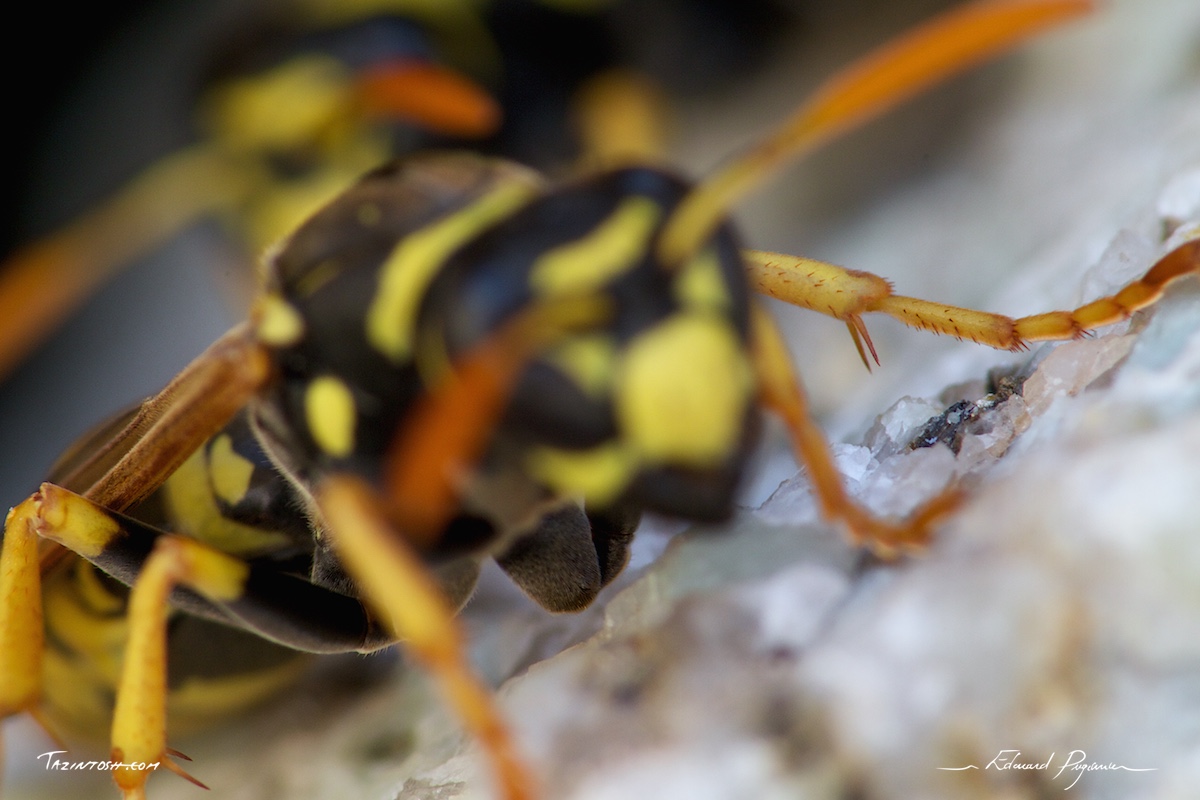 Gu&ecirc;pe poliste - Polistes dominula | European paper wasp
