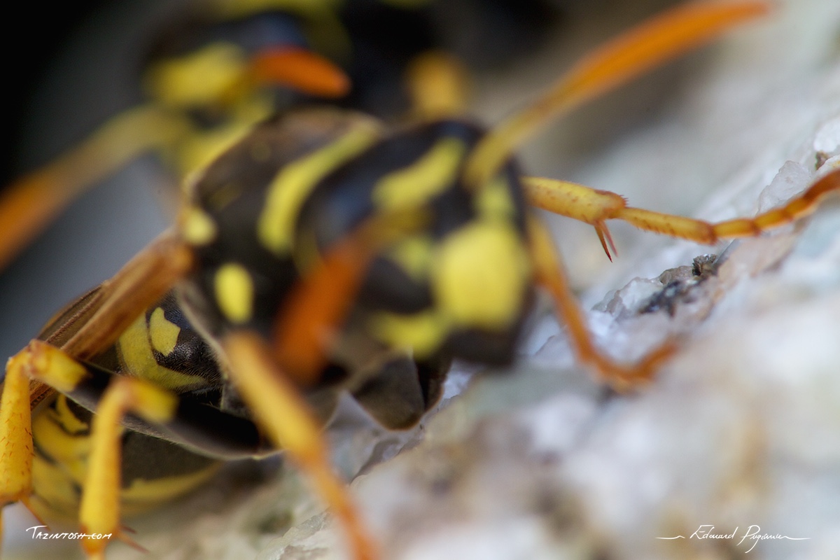 Gu&ecirc;pe poliste - Polistes dominula | European paper wasp