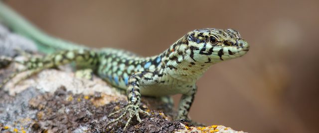 L&eacute;zard des murailles / Podarcis muralis
