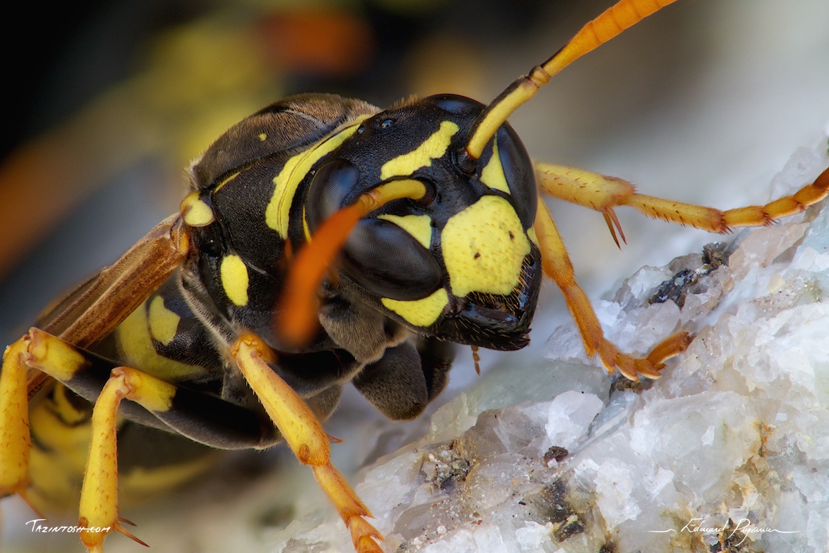 Gu&ecirc;pe poliste - Polistes dominula | European paper wasp