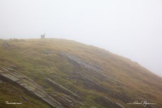 Chamois / Rupicapra rupicapra