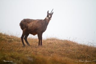 Chamois / Rupicapra rupicapra