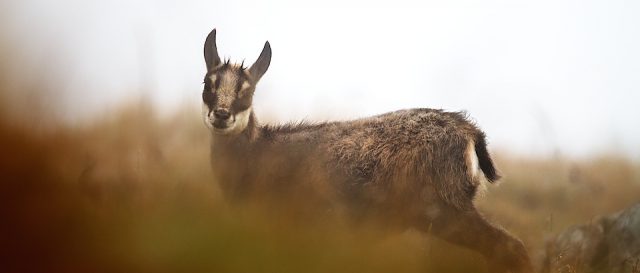 Chamois / Rupicapra rupicapra