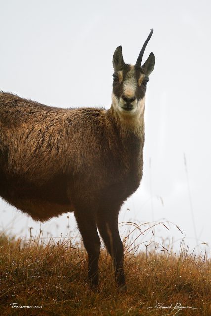 Chamois / Rupicapra rupicapra