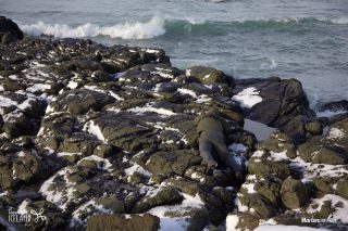 B&eacute;casseau violet / Calidris maritima 