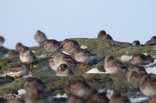 B&eacute;casseau violet / Calidris maritima 