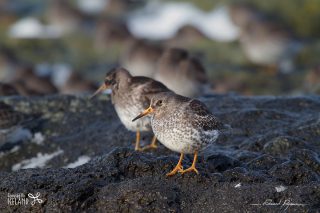 B&eacute;casseau violet / Calidris maritima 