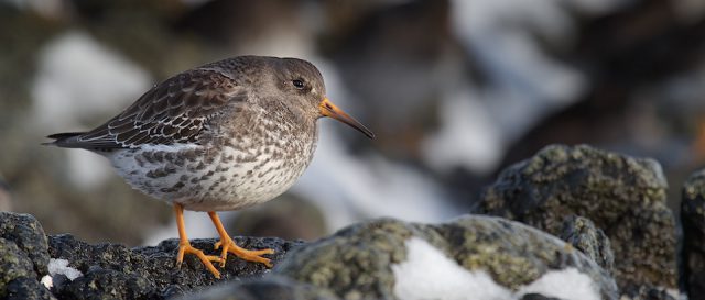 B&eacute;casseau violet / Calidris maritima