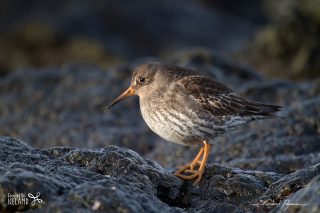 B&eacute;casseau violet / Calidris maritima 