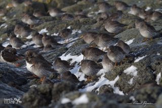 B&eacute;casseau violet / Calidris maritima 