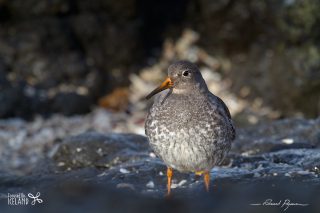 B&eacute;casseau violet / Calidris maritima 