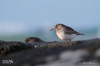 B&eacute;casseau violet / Calidris maritima 