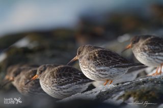B&eacute;casseau violet / Calidris maritima 