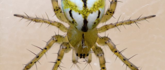 Mangore petite-bouteille / Mangora acalypha