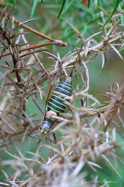 &Eacute;phippig&egrave;re / Ephippiger 