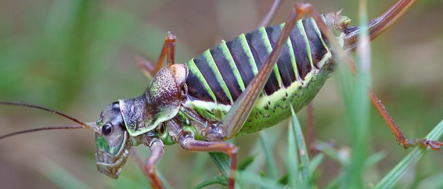 &Eacute;phippig&egrave;re / Ephippiger