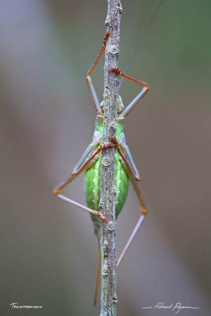&Eacute;phippig&egrave;re / Ephippiger 