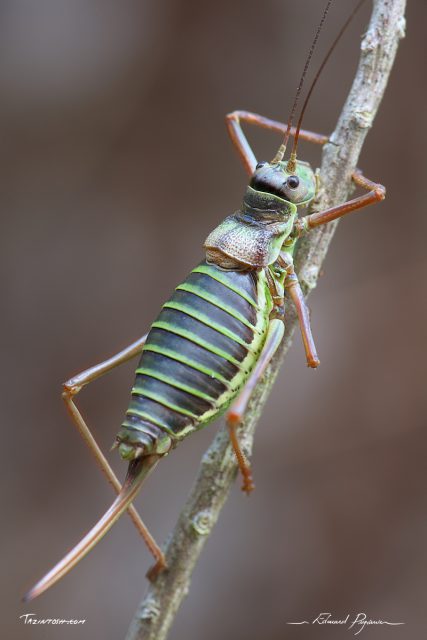 &Eacute;phippig&egrave;re / Ephippiger 