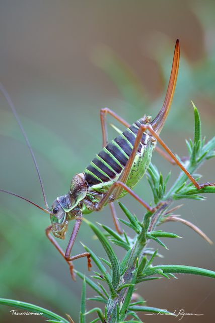 &Eacute;phippig&egrave;re / Ephippiger 