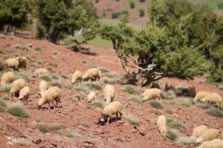 Malika, berg&egrave;re