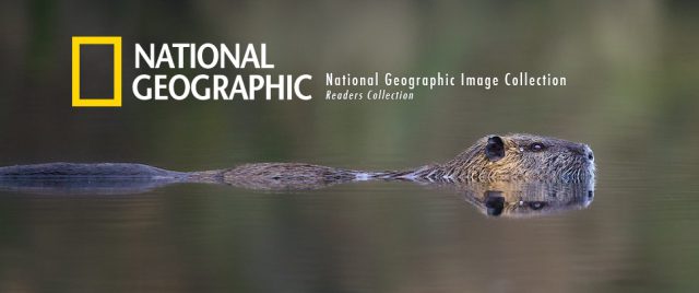 National Geographic s&eacute;lectionne mon ragondin