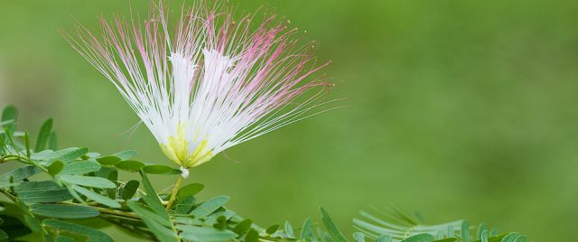 Calliandra Surinamensis