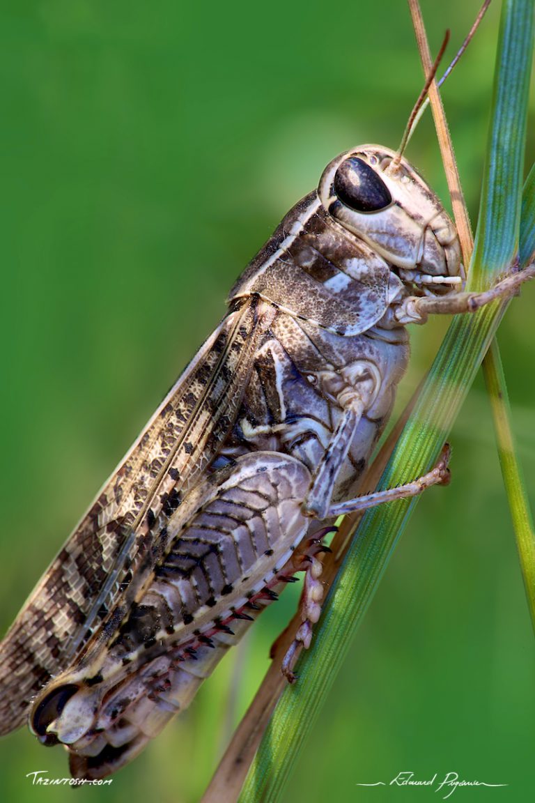 Fus&eacute;e au lancement 