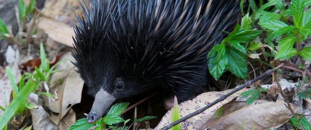 &Eacute;chidn&eacute; australien / Tachyglossus aculeatus