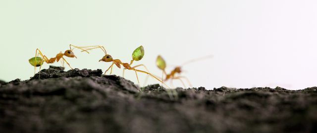 Fourmi tisserande / Oecophylla smaragdina