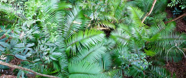 Jungle &bull; Parc national des gorges de la Barron