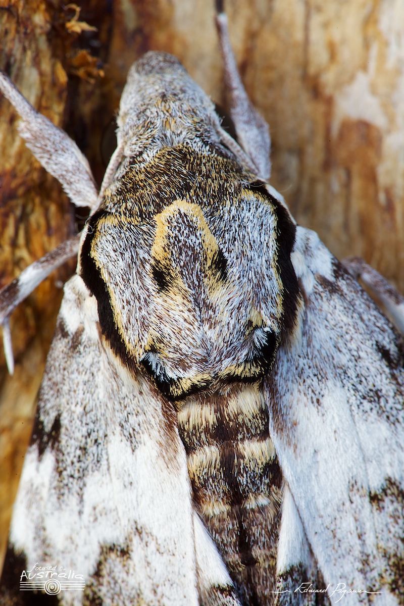 Mise au point : transition vers le dos #7