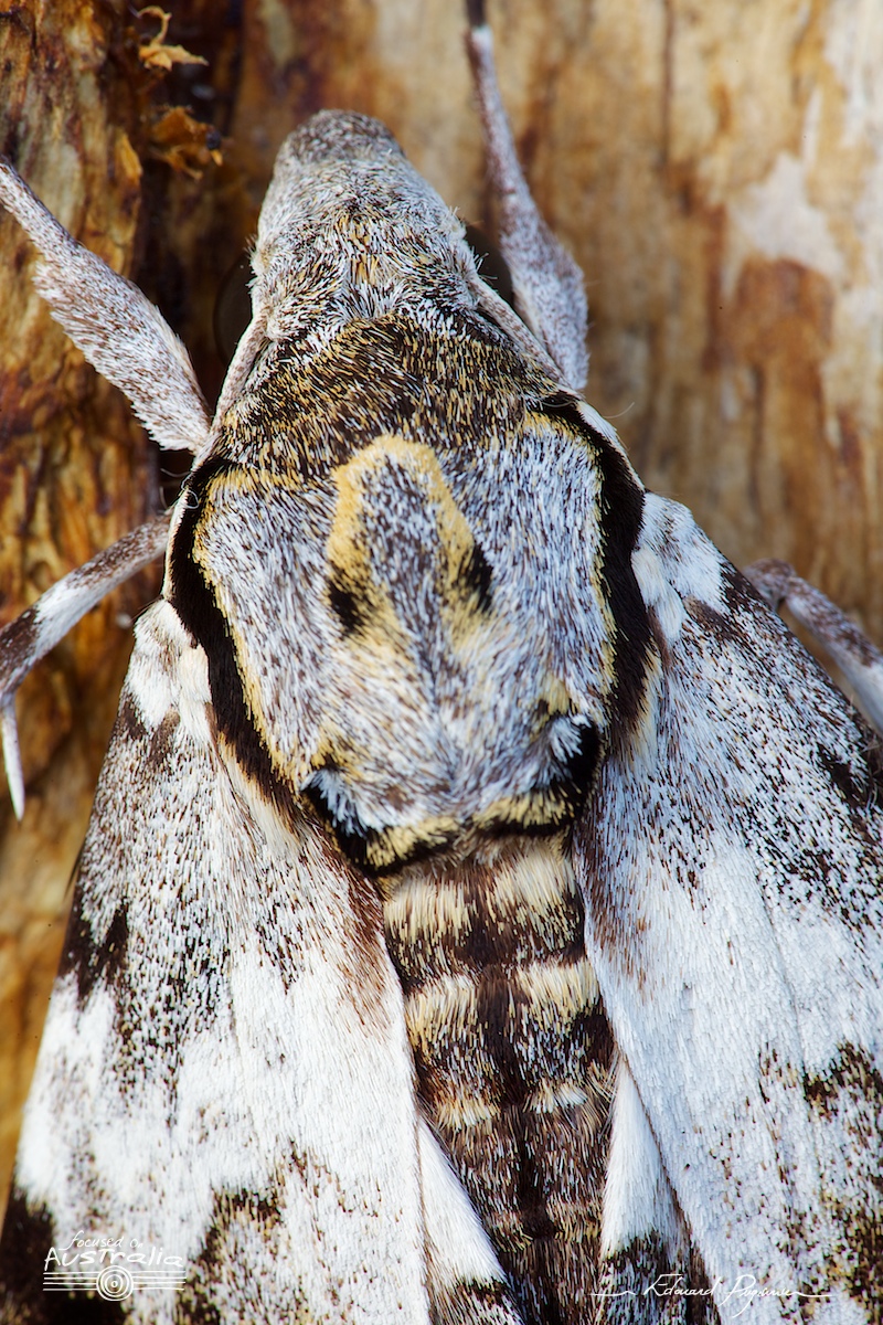 Mise au point : transition vers le dos #5