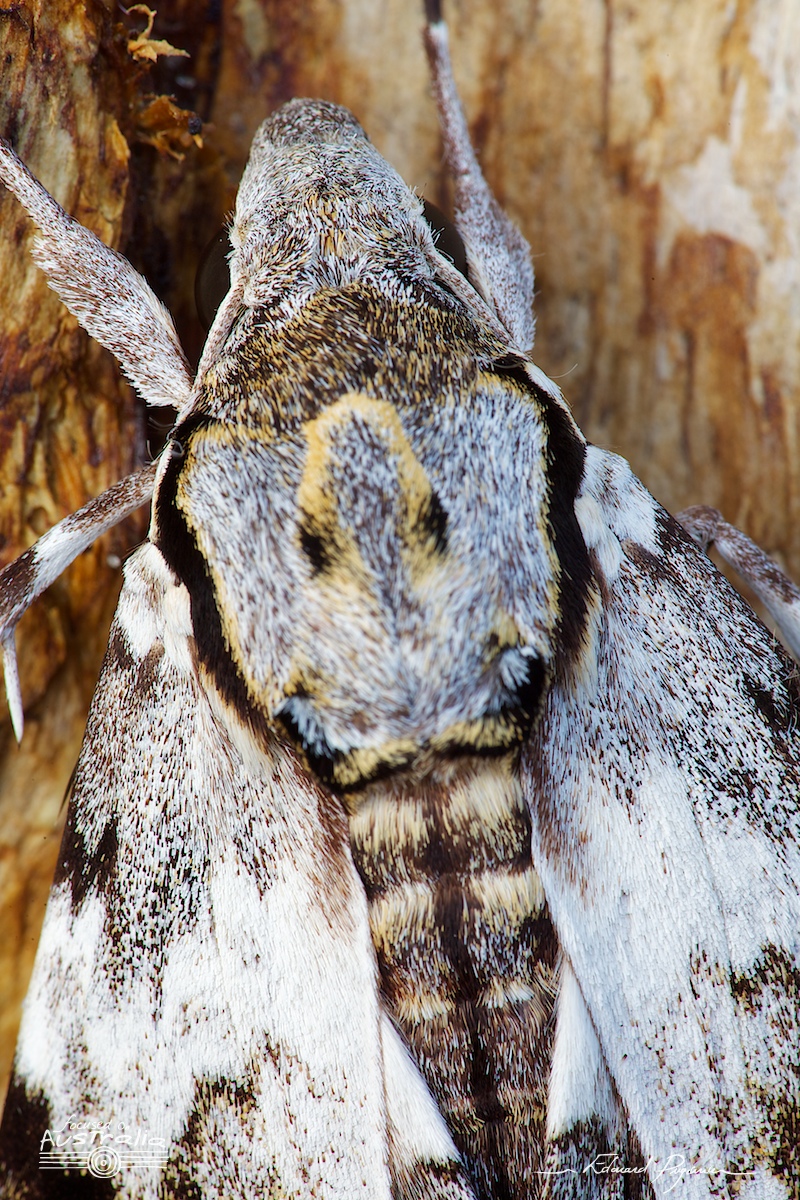 Mise au point : transition vers le dos #4