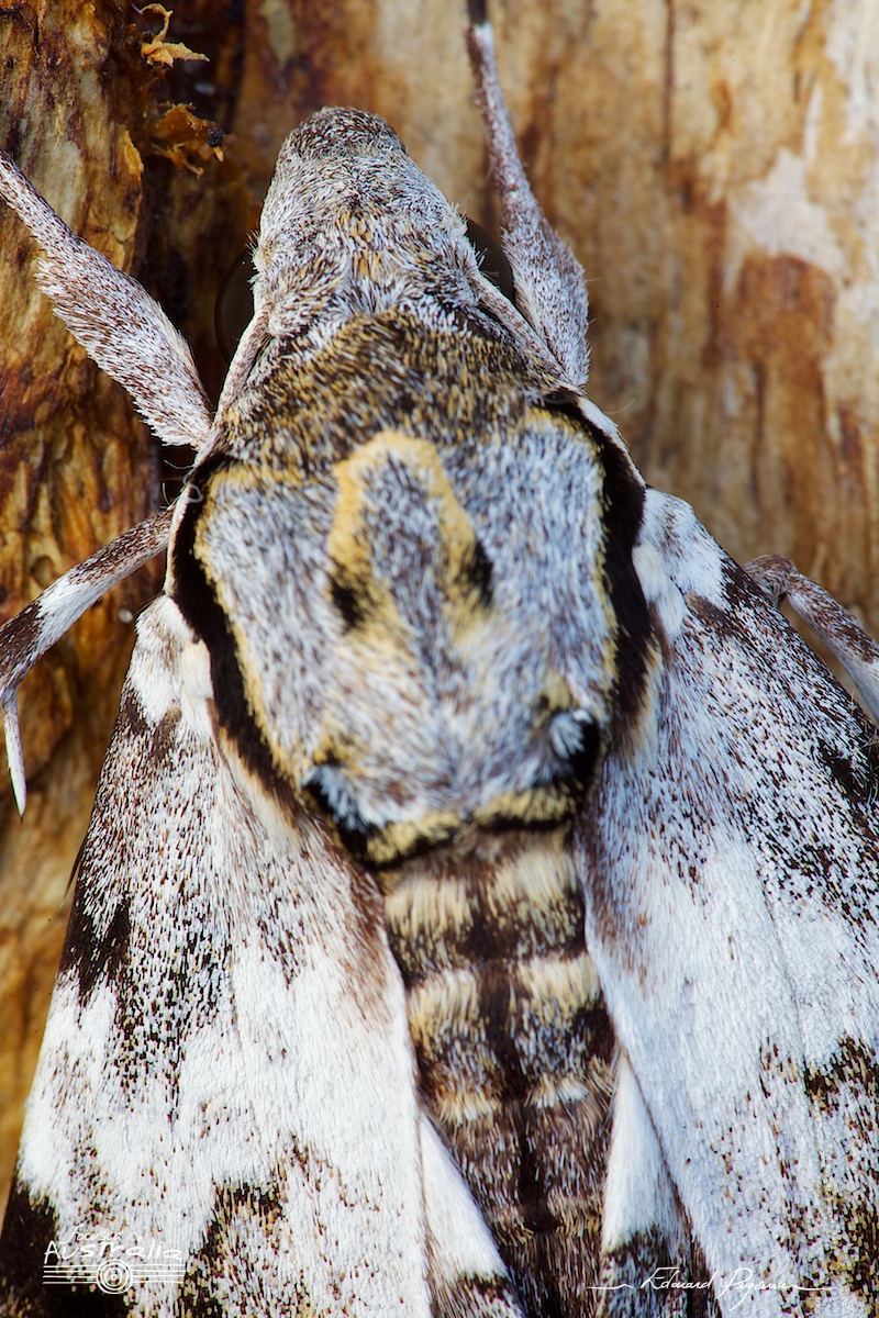 Mise au point : transition vers le dos #3