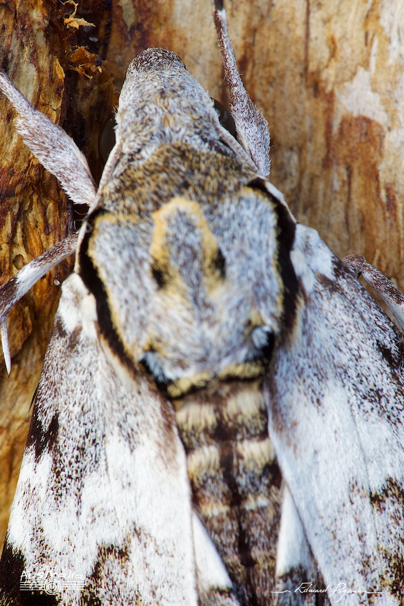 Mise au point : transition vers le dos #1