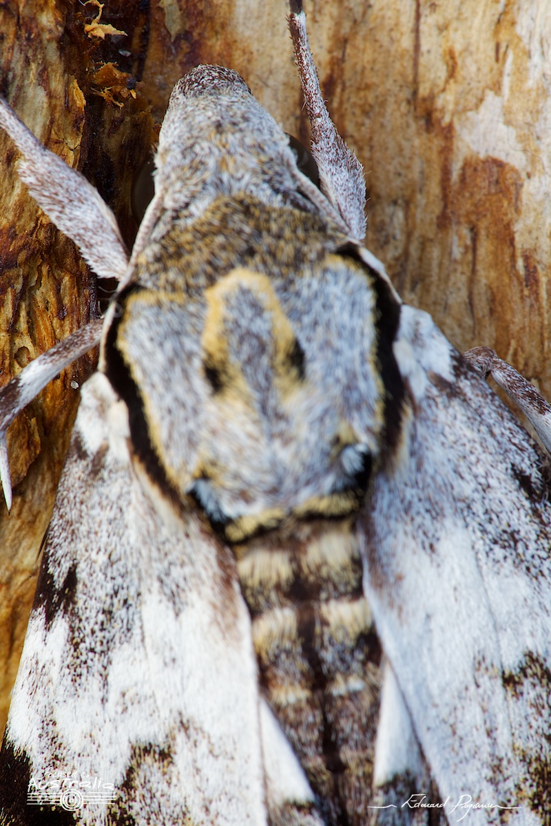 Mise au point : patte