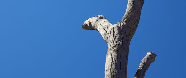 Tronc & Ciel, 3 traitements