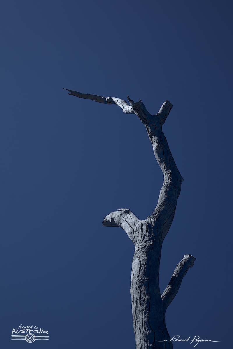 Traitement Pitch Black