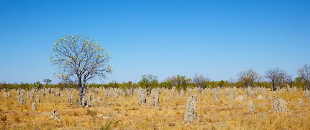 Termites&rsquo; nest on Burke Developmental Rd (Bang Bang)