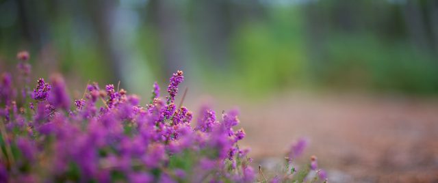 Par Plaisir du Bokeh