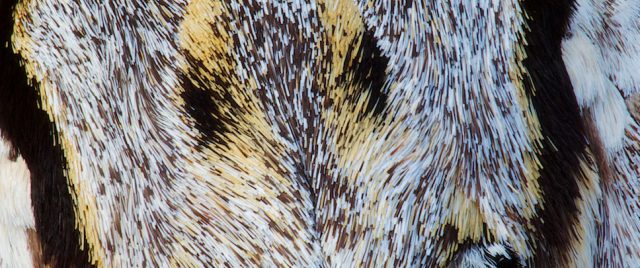 Psilogramma menephron