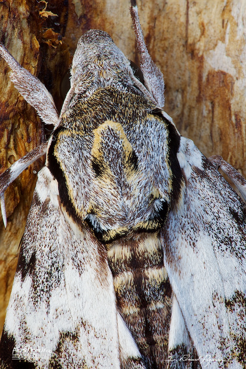Résultat de l'empilement