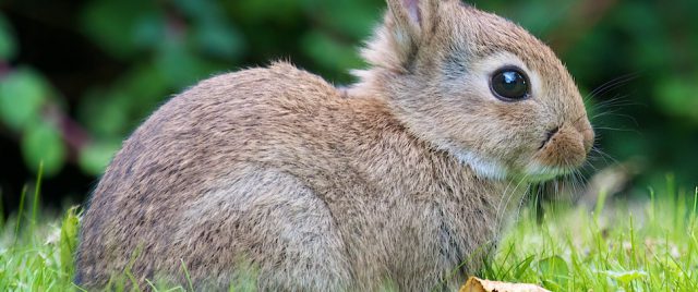 &laquo;&nbsp;Lapin&hellip; Laaaaapin&hellip;&nbsp;&raquo;