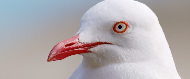 Mouette argent&eacute;e | Chroicocephalus novaehollandiae