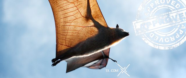 Chauve-souris sur 1x.com