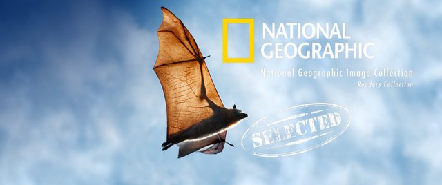 National Geographic s&eacute;lectionne ma chauve-souris