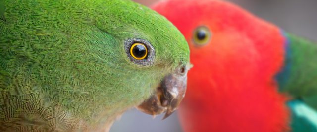 Perruche royale | Alisterus scapulari &bull; M&acirc;le et femelle