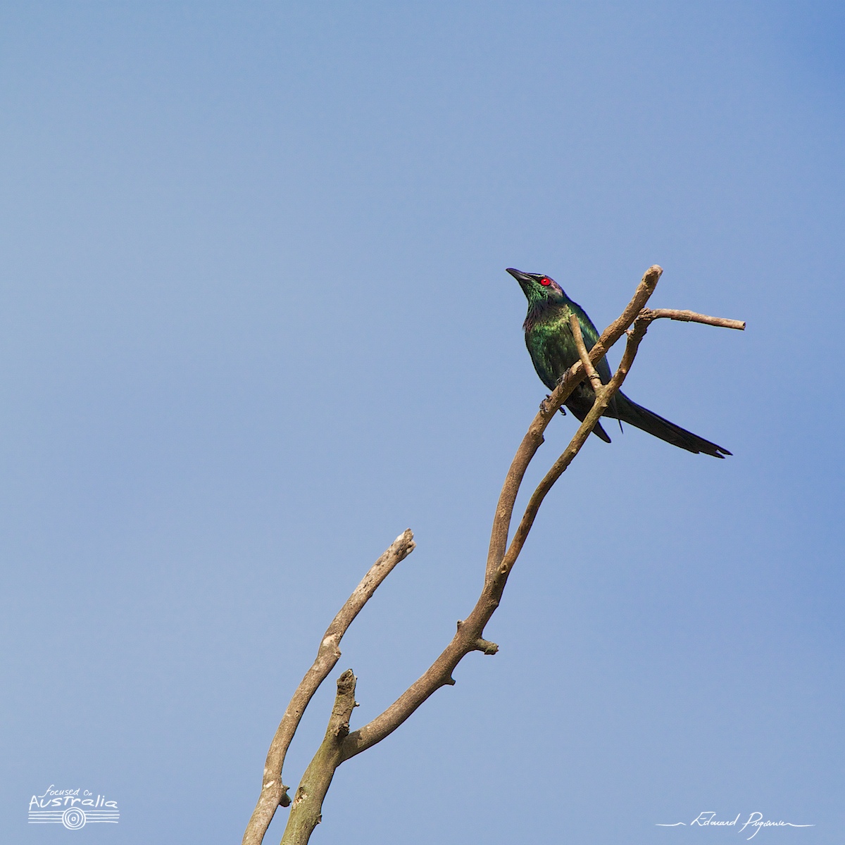 Stourne luisant / Aplonis metallica - Metallic Starling