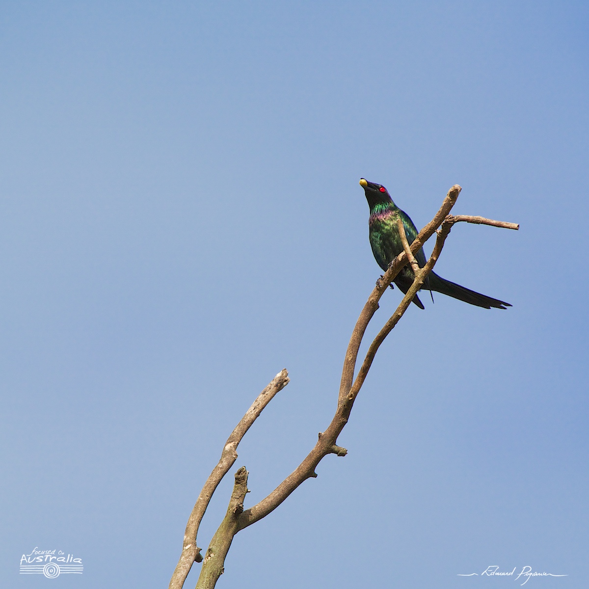 Stourne luisant / Aplonis metallica - Metallic Starling